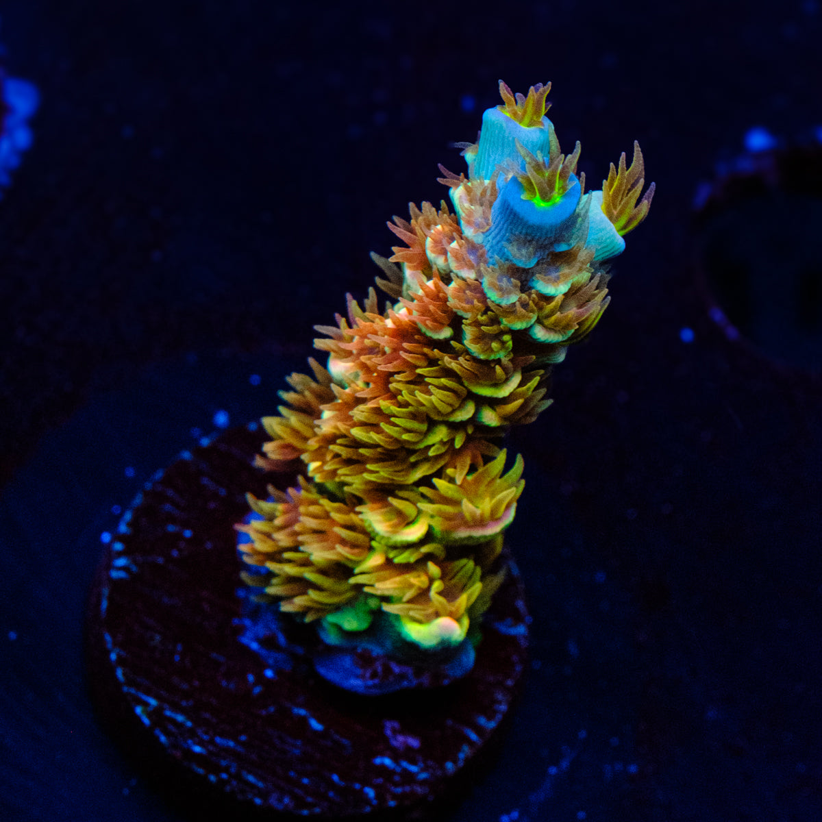 TSA Mango Passion Acropora WYSIWYG - B4
