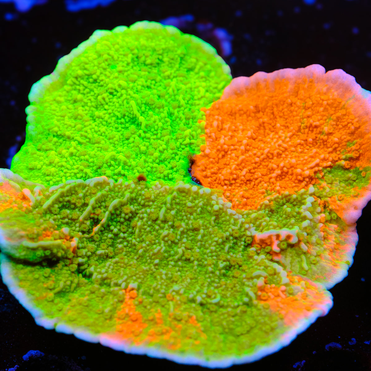 TSA Mind Meld Montipora WYSIWYG - S2