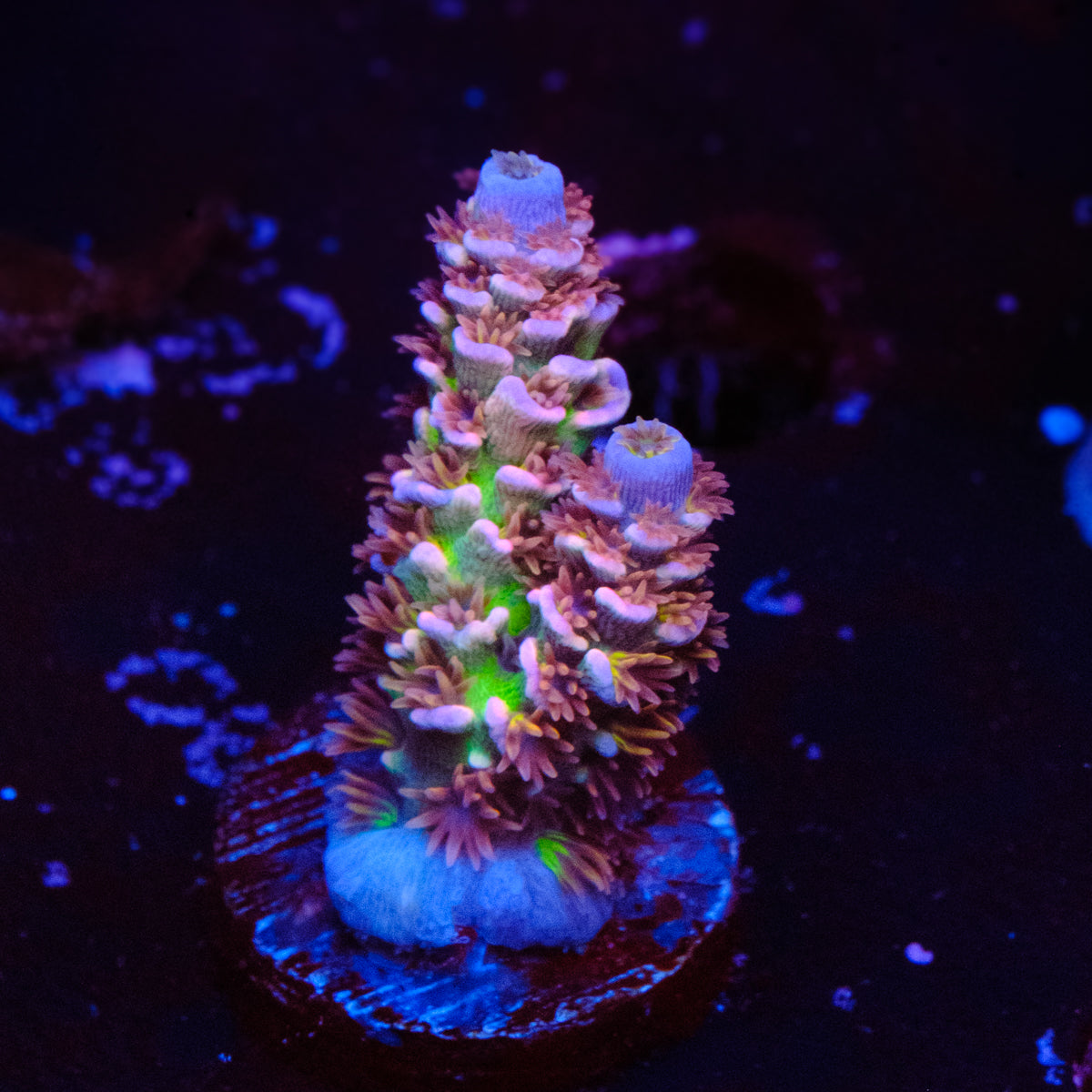 TSA Nebula Acropora WYSIWYG - T2-4