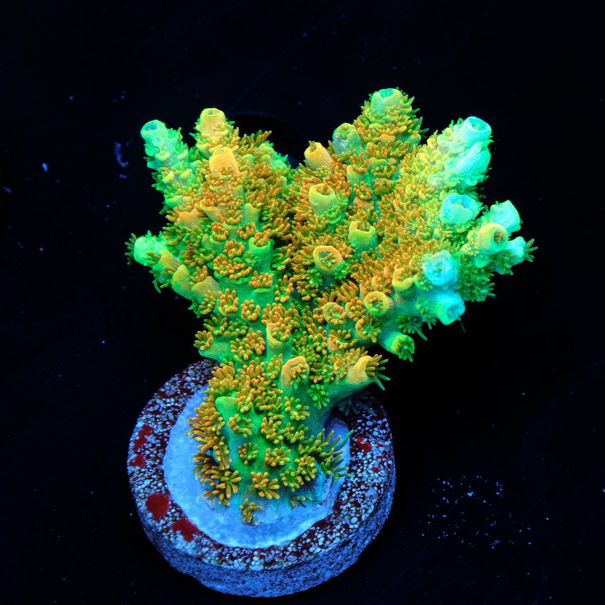 TSA Bill Murray Acropora WYSIWYG - J4