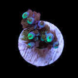 Tanzanite Terror Acropora