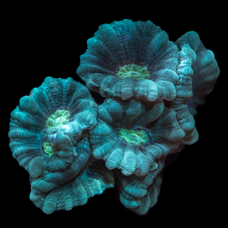 Teal Candy Cane – Underwater Wonders