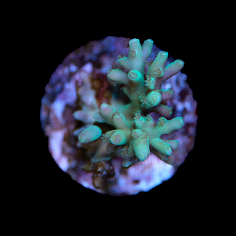 Teal Smooth Skin Acropora Turaki