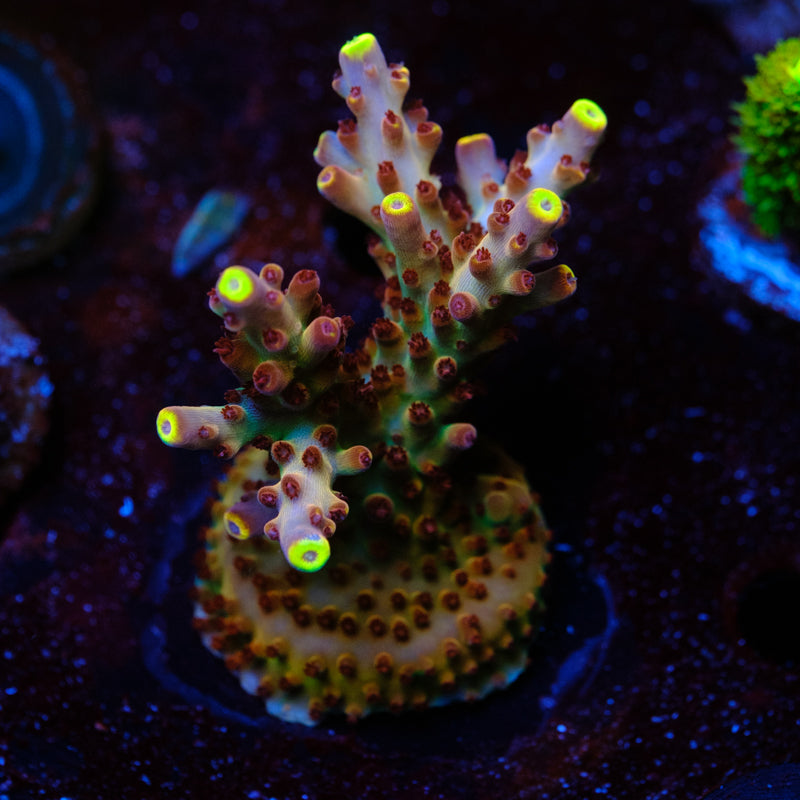 Thurman's Hell on Earth Acropora WYSIWYG - L4
