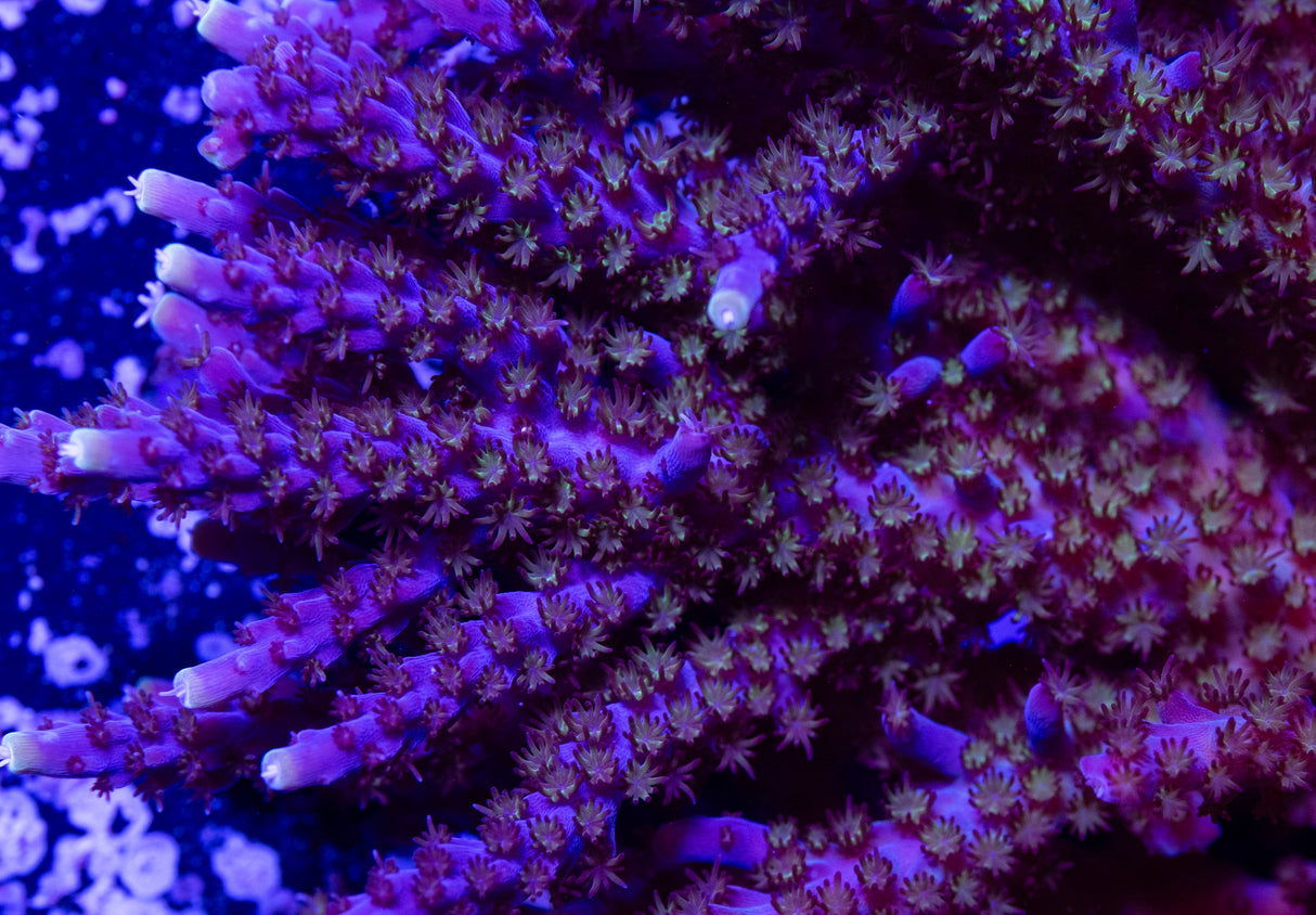 Tricolor Valida Acropora