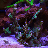 Tubbs Stellata Montipora