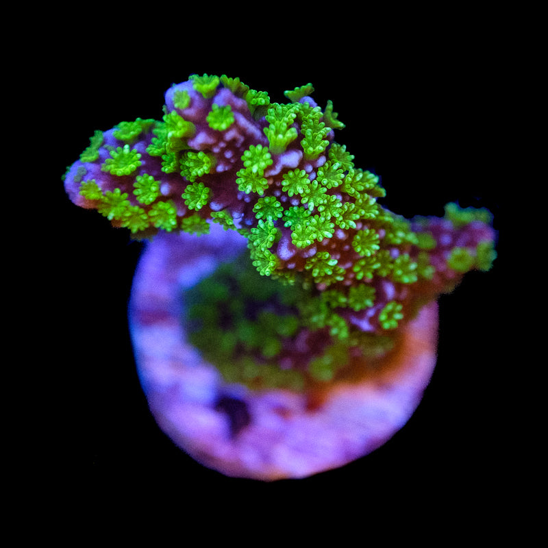 Tubbs Stellata Montipora