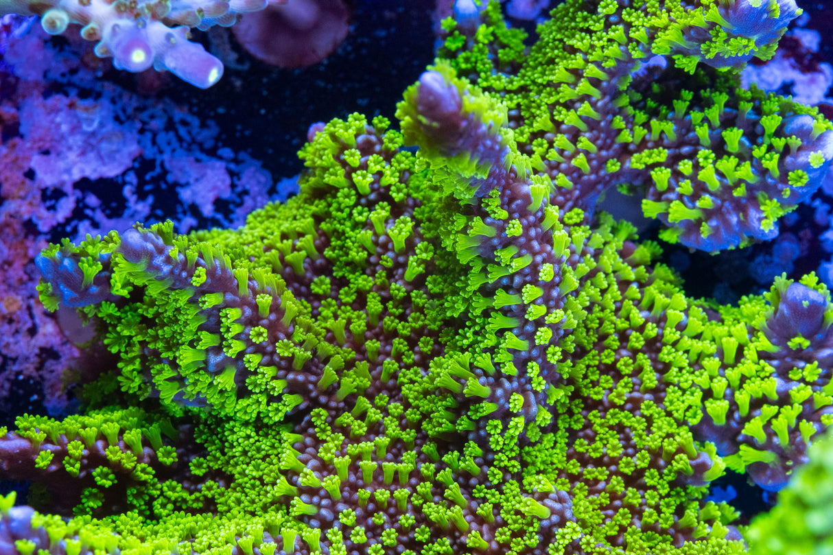 Tubbs Stellata Montipora