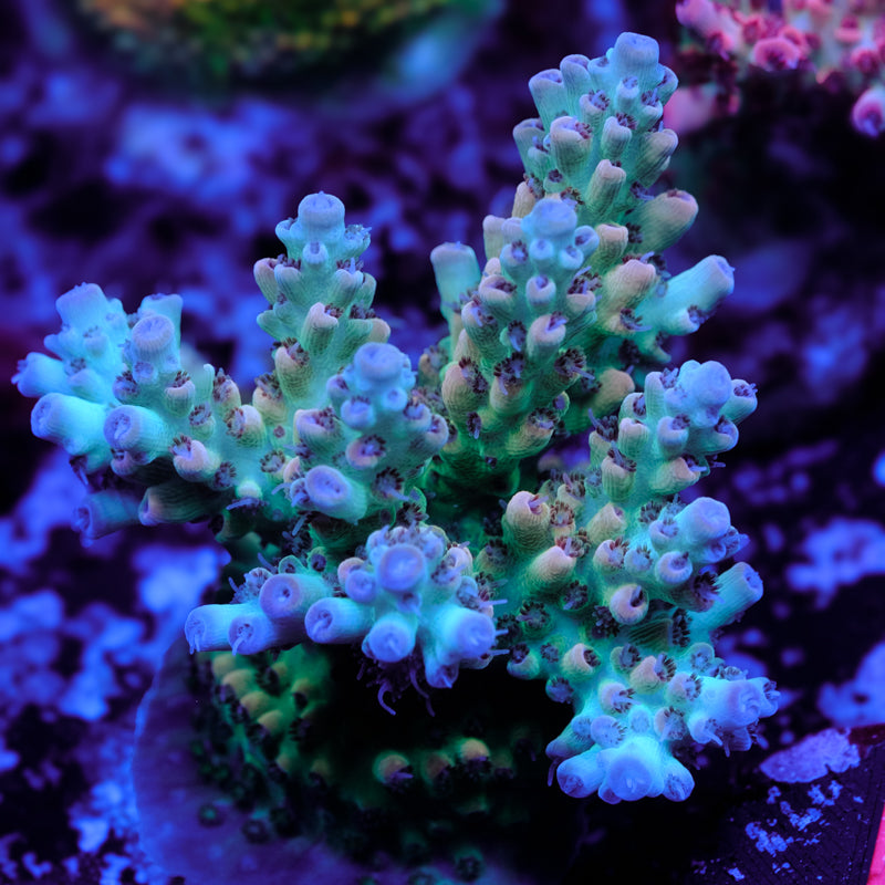 Tusi Limeade Acropora WYSIWYG - I2