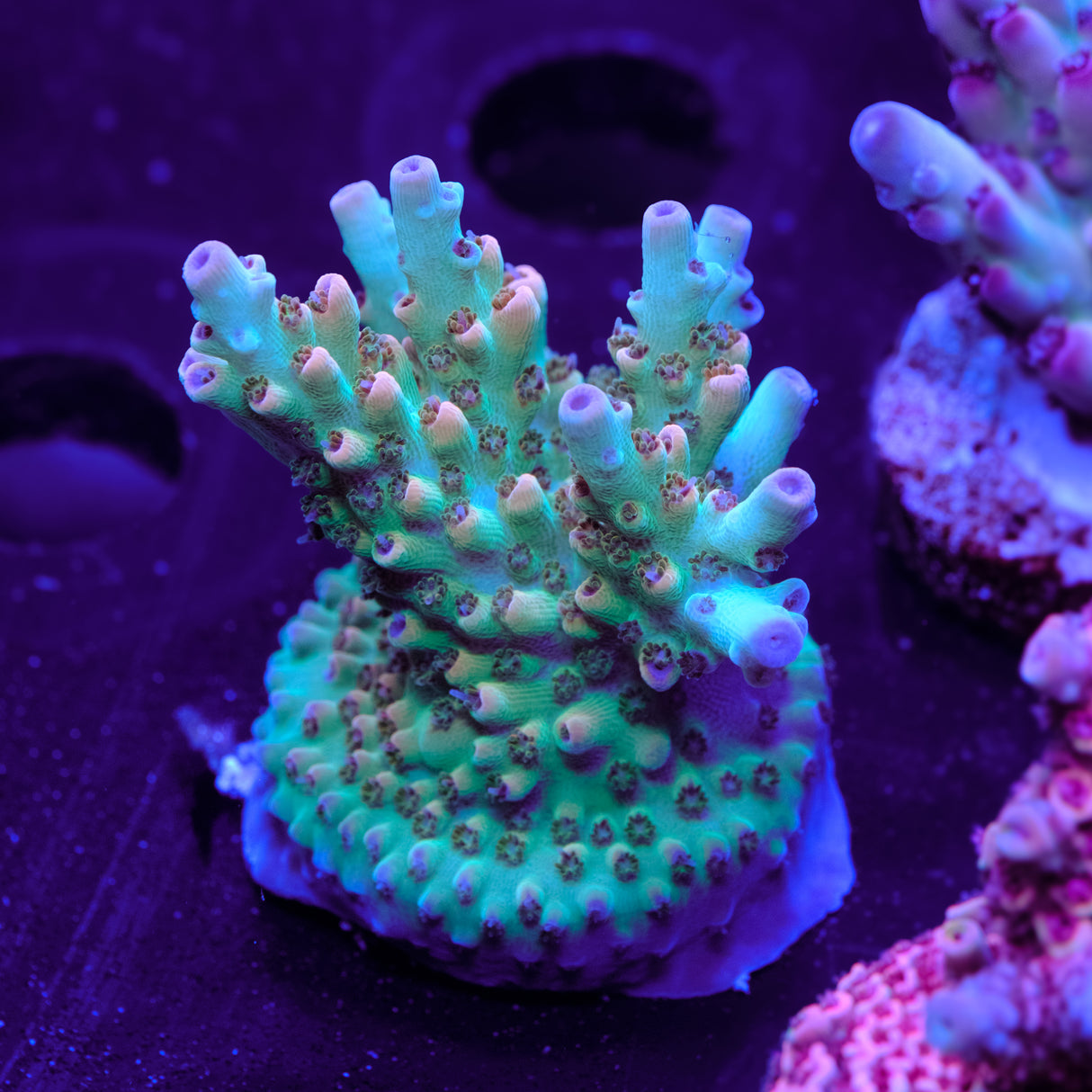 Tusi Limeade Acropora WYSIWYG - I2