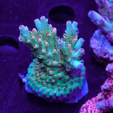 Tusi Limeade Acropora WYSIWYG - I2