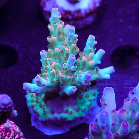 Tusi Limeade Acropora WYSIWYG - I2