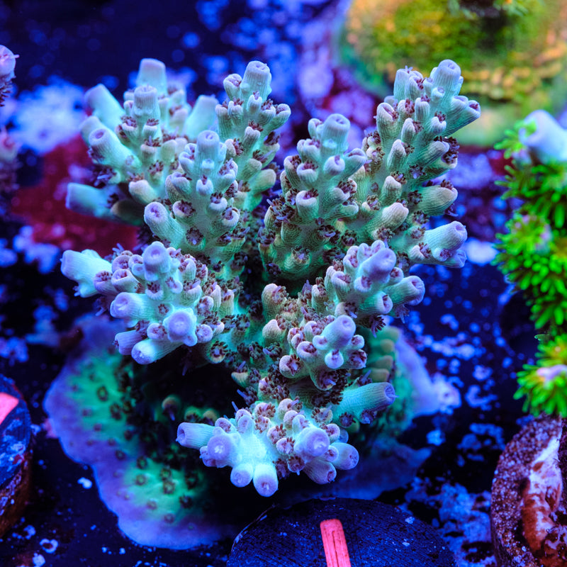 Tusi Limeade Acropora WYSIWYG - I2