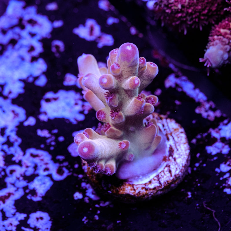 Tusi Rainbow Granulosa WYSIWYG - G2