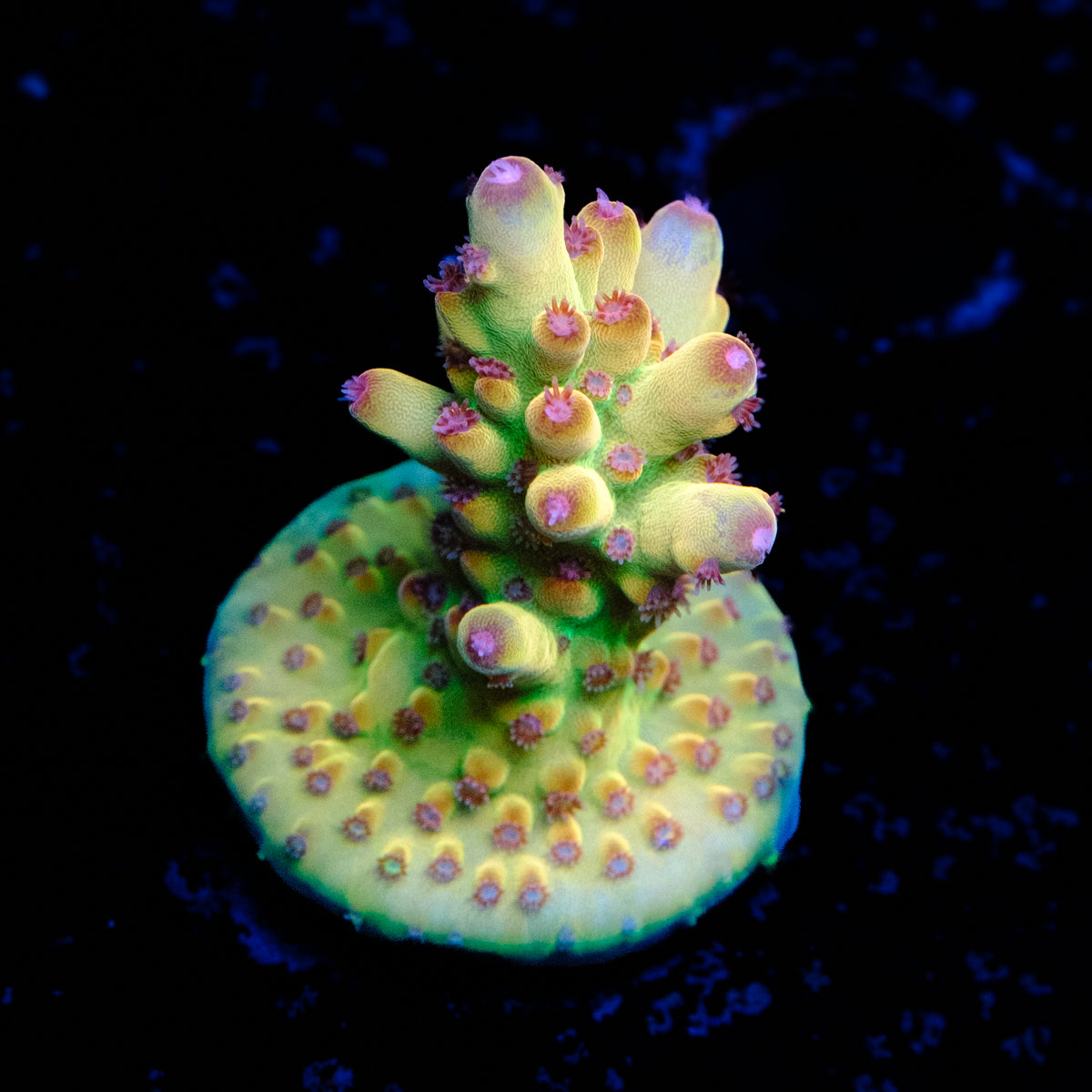 Tusi Rainbow Granulosa Acropora WYSIWYG - C2-4