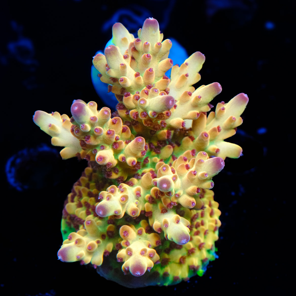 Tusi Rainbow Granulosa Acropora WYSIWYG - V2-4