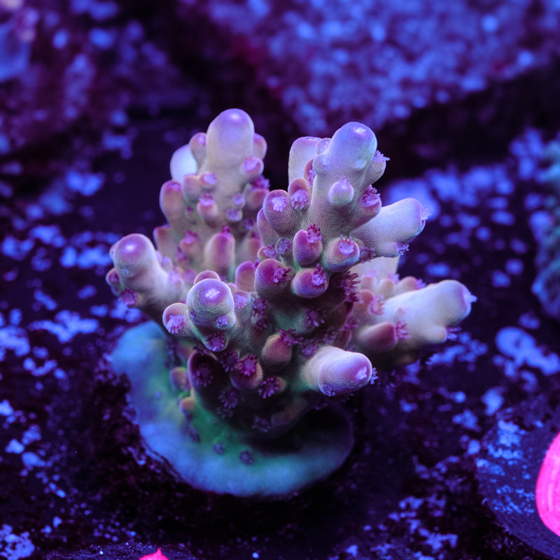 Tusi Rainbow Granulosa WYSIWYG - M2