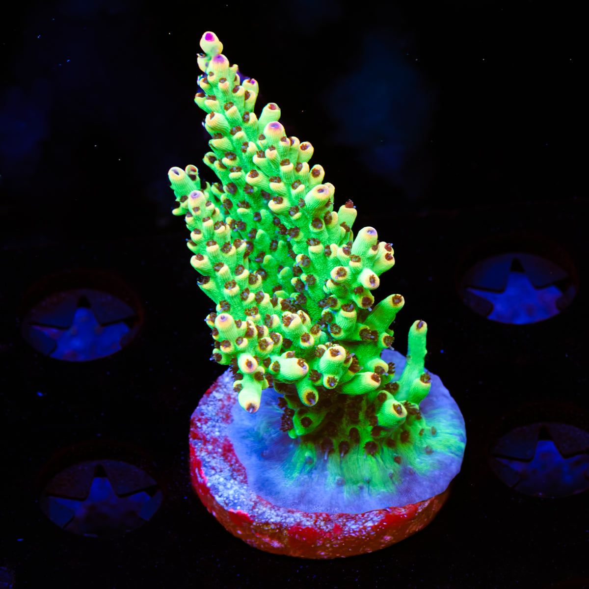 Tusi's Limeade Acropora WYSIWYG - R6