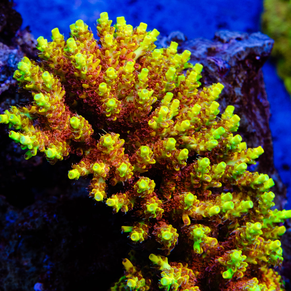 Tyree Pink Lemonade Acropora