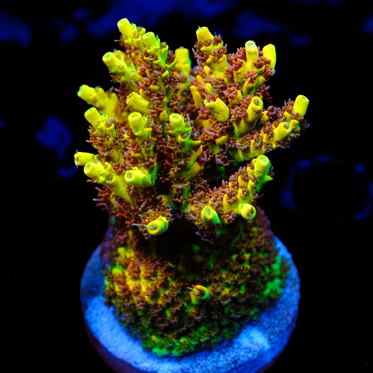 Tyree Pink Lemonade Acropora WYSIWYG - T2