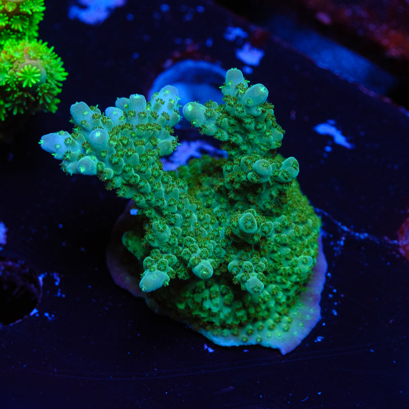 Tyree $500 Efflo Acropora WYSIWYG F2-4