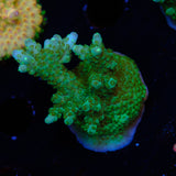 Tyree $500 Efflo Acropora