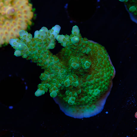 Tyree $500 Efflo Acropora