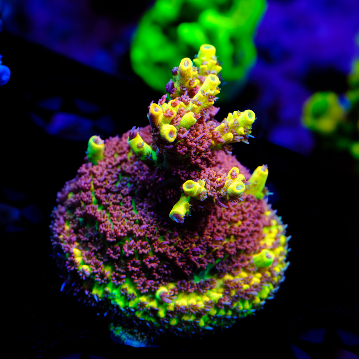 Tyree Pink Lemonade Acropora WYSIWYG - O2
