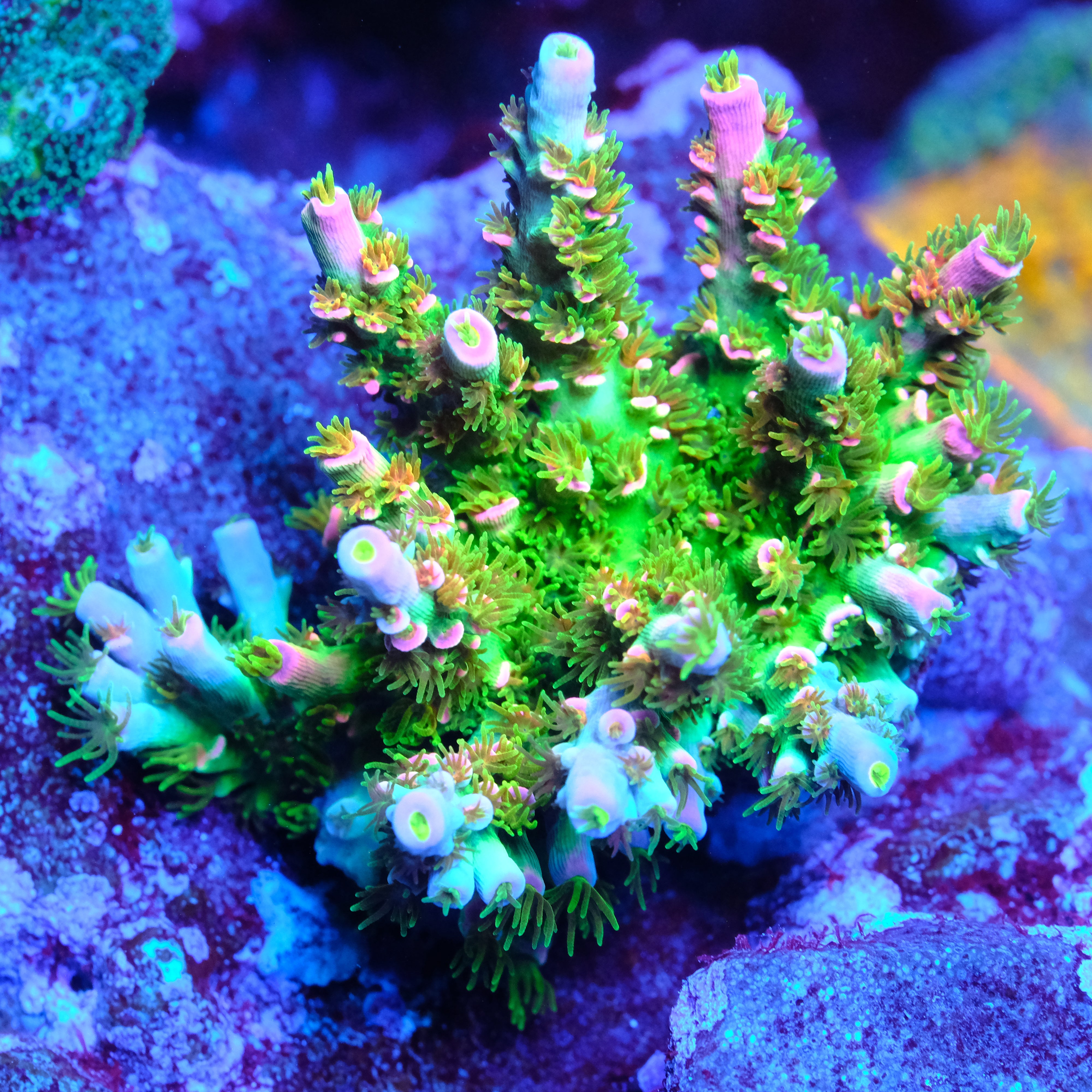 coral reef  SSC Zephyr Acropora – Cut To Order – Sunnyside Corals
