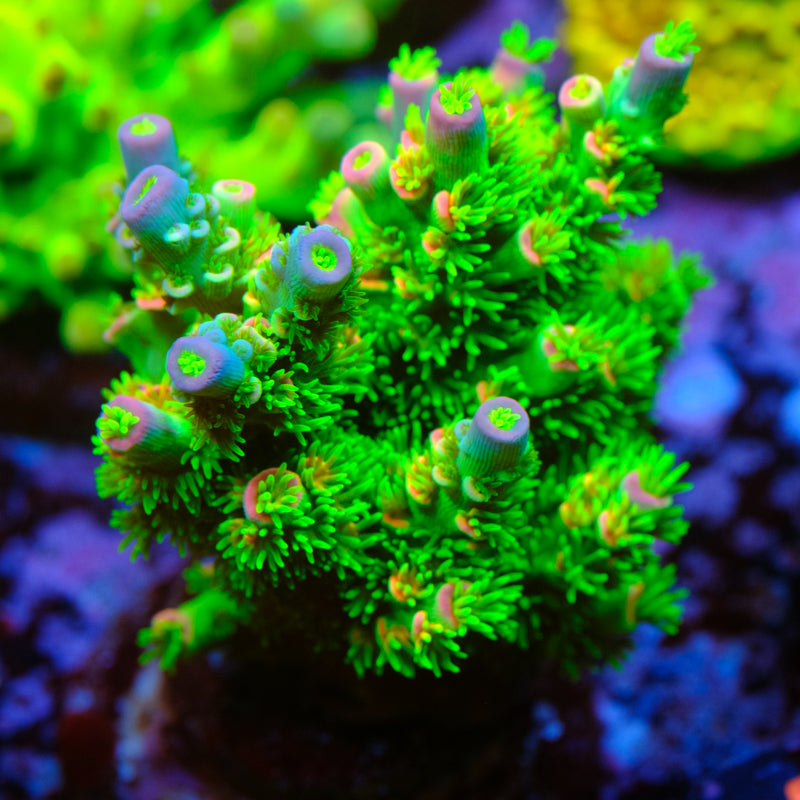 UW Better than Homewrecker Acropora WYSIWYG - J2