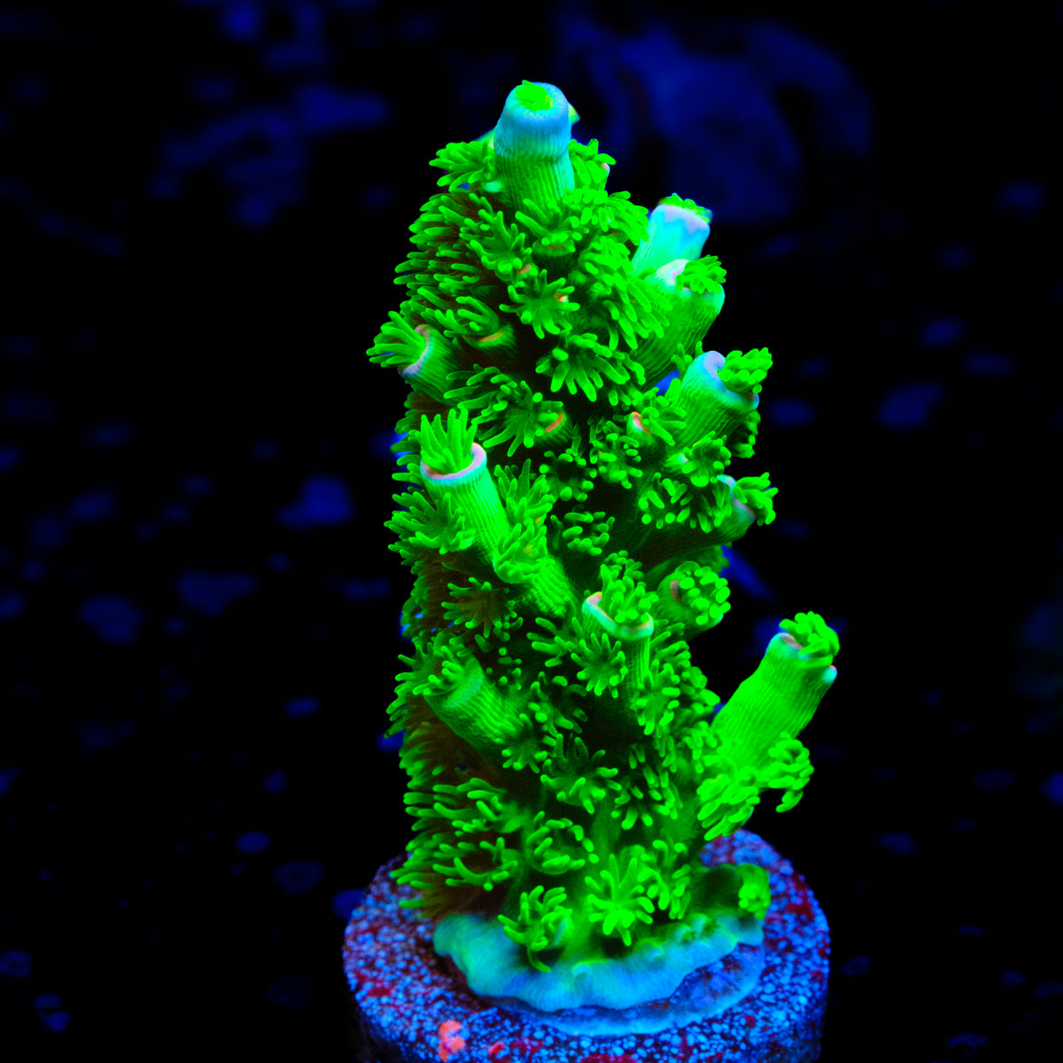 UW Better than Homewrecker Acropora WYSIWYG -  S1