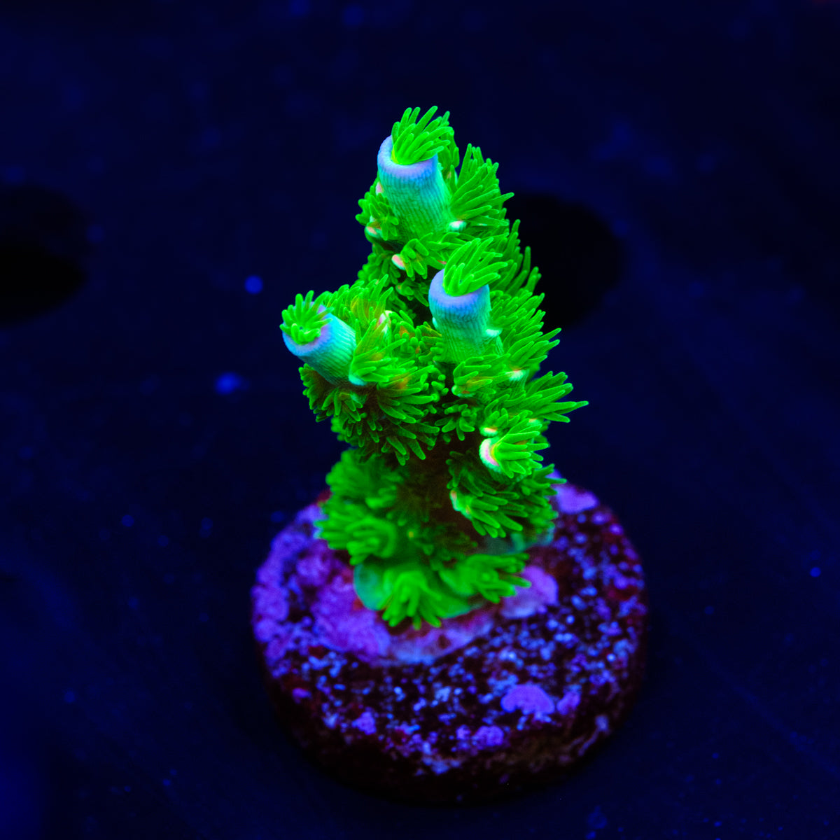 UW Better than Homewrecker Acropora WYSIWYG -  S2