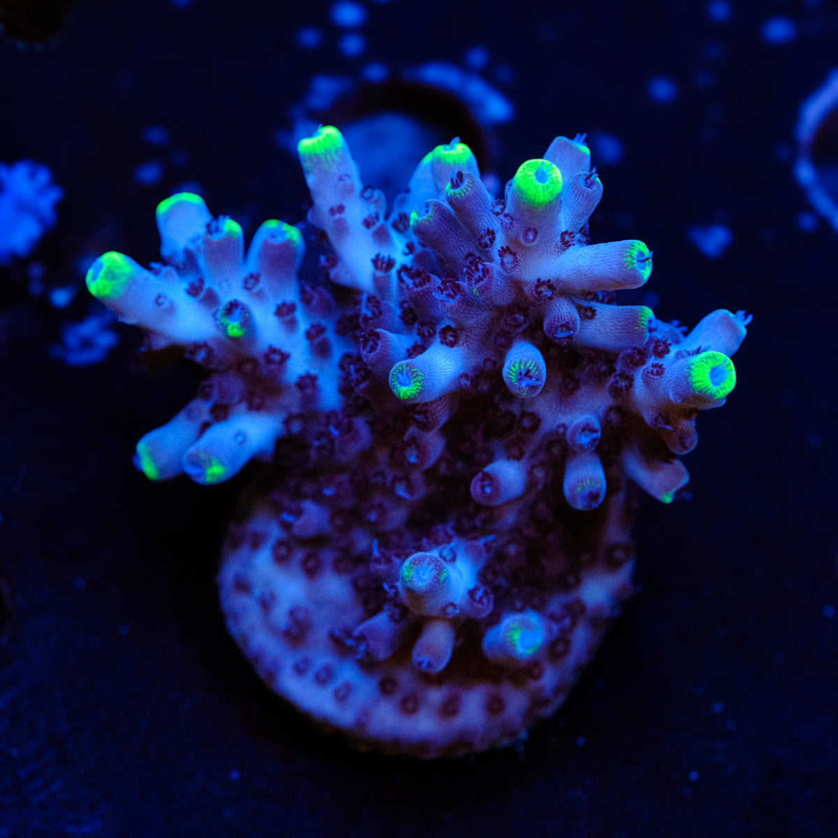 UW Blue Flame Acropora WYSIWYG - B4