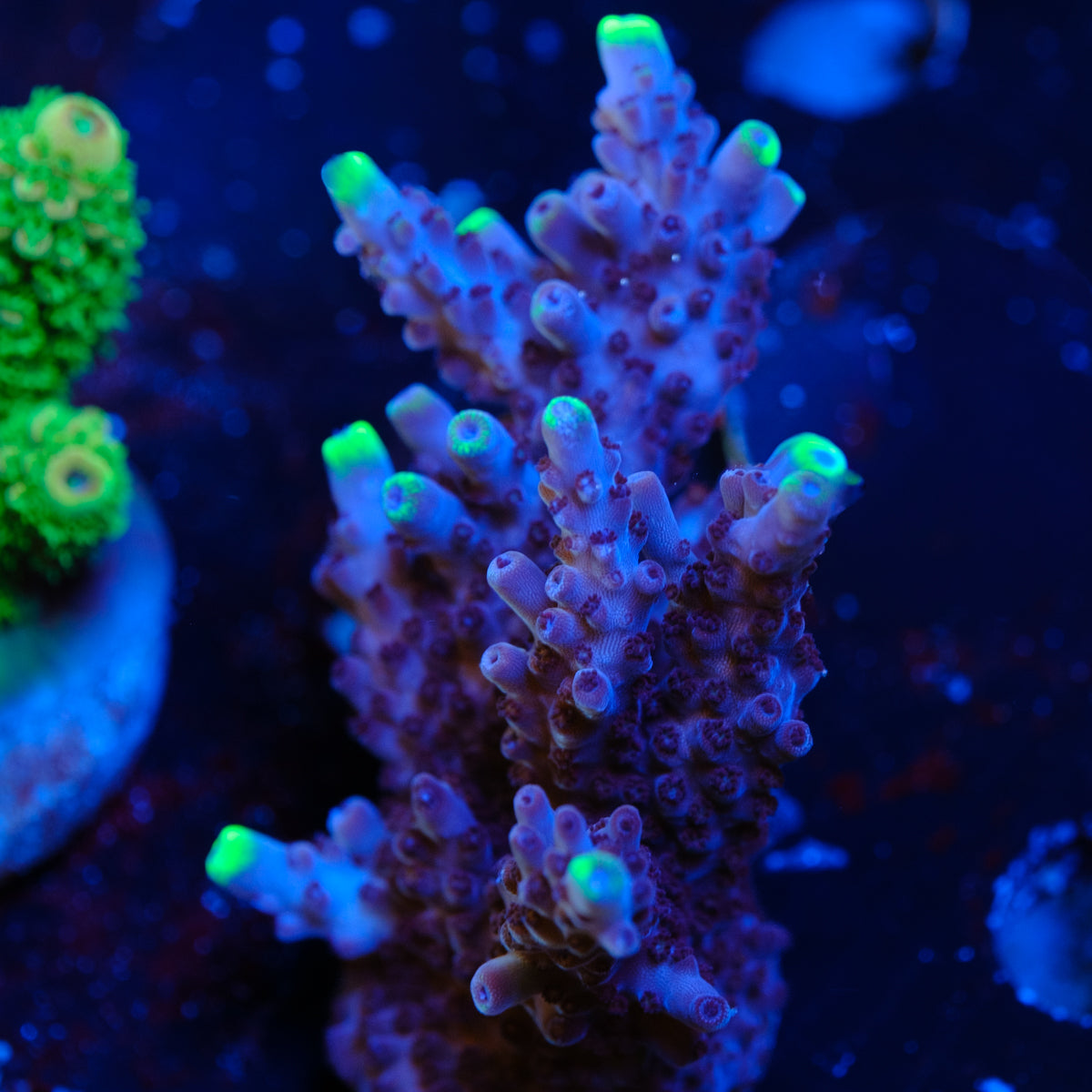UW Blue Flame Acropora WYSIWYG - I2-4