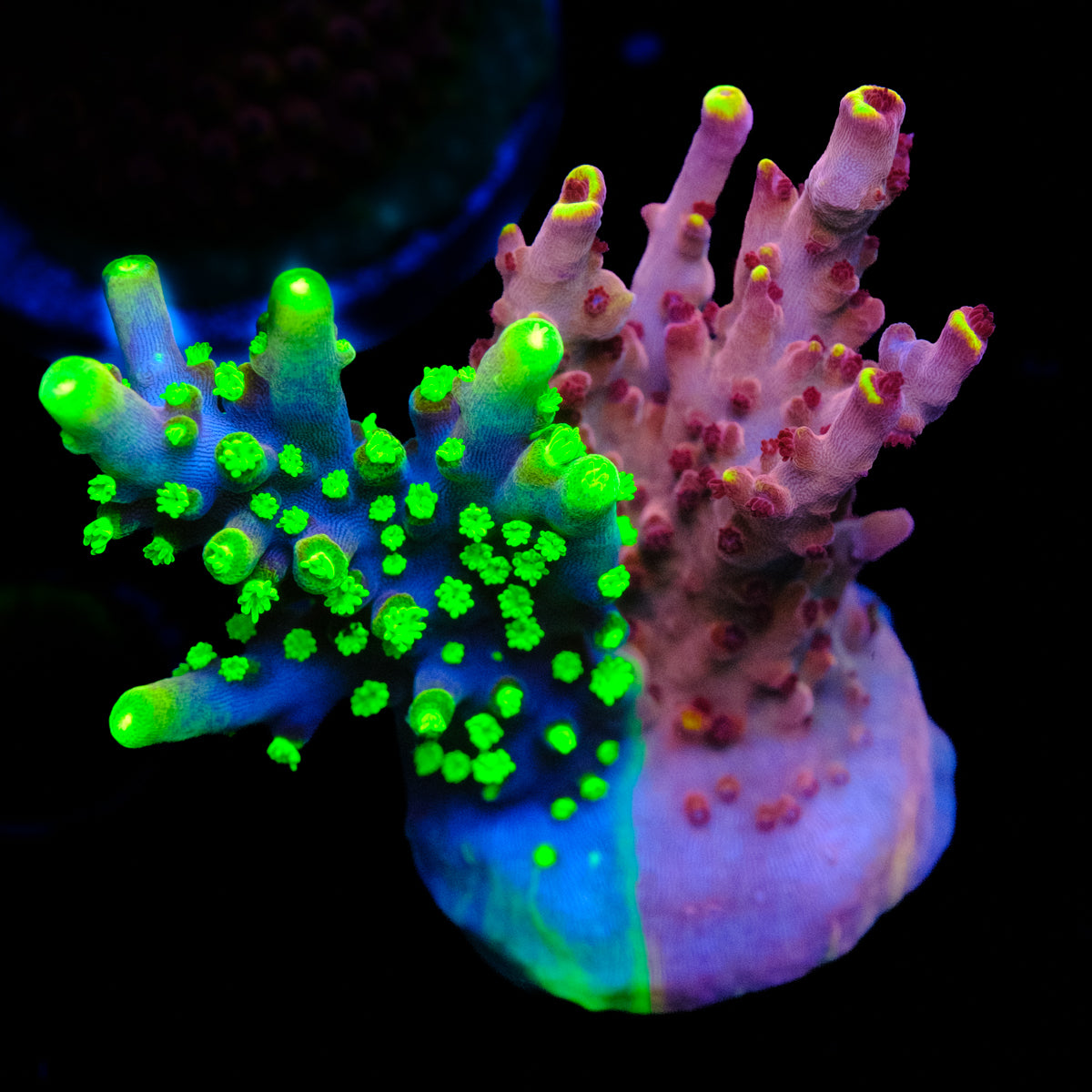 UW Grafted Fox Flame Splice Acropora WYSIWYG S2-4