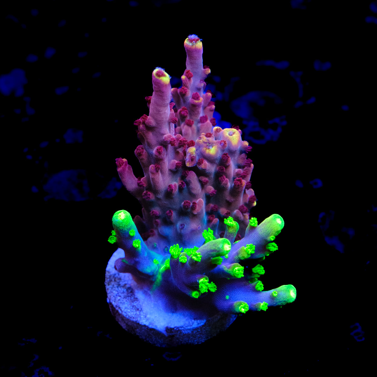 UW Fox Flame Splice Acropora WYSIWYG - A2-4