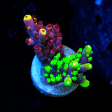 UW Spliced Fox Flame Acropora