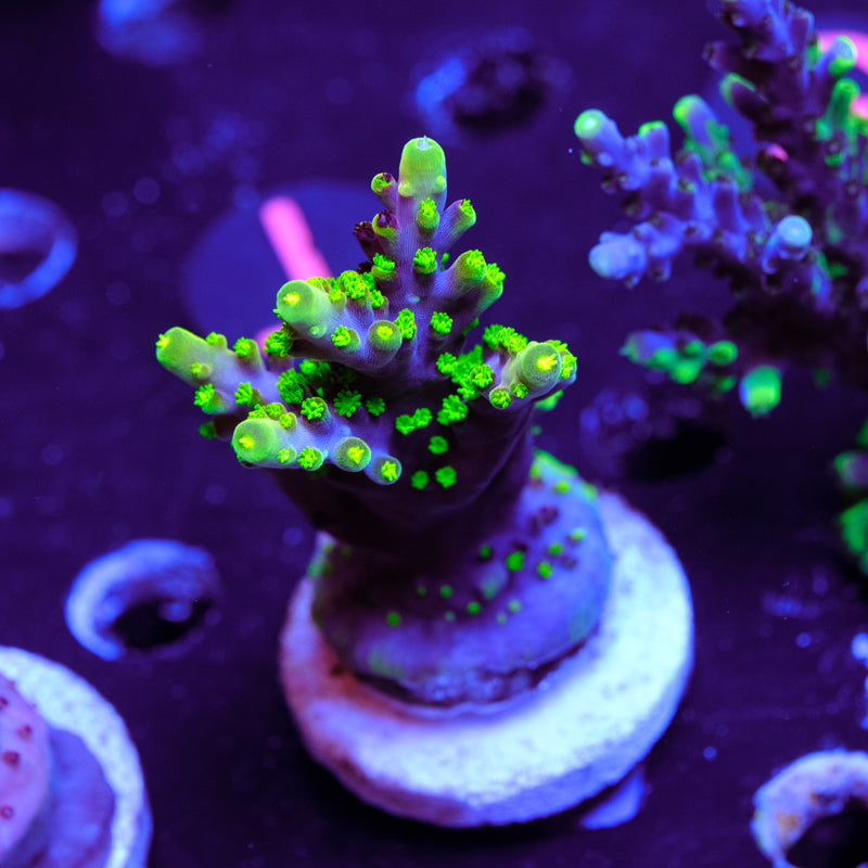UW Fox Splice Acropora WYSIWYG - T4