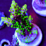 UW Fox Splice Acropora WYSIWYG - T4