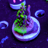 UW Fox Splice Acropora WYSIWYG - U4