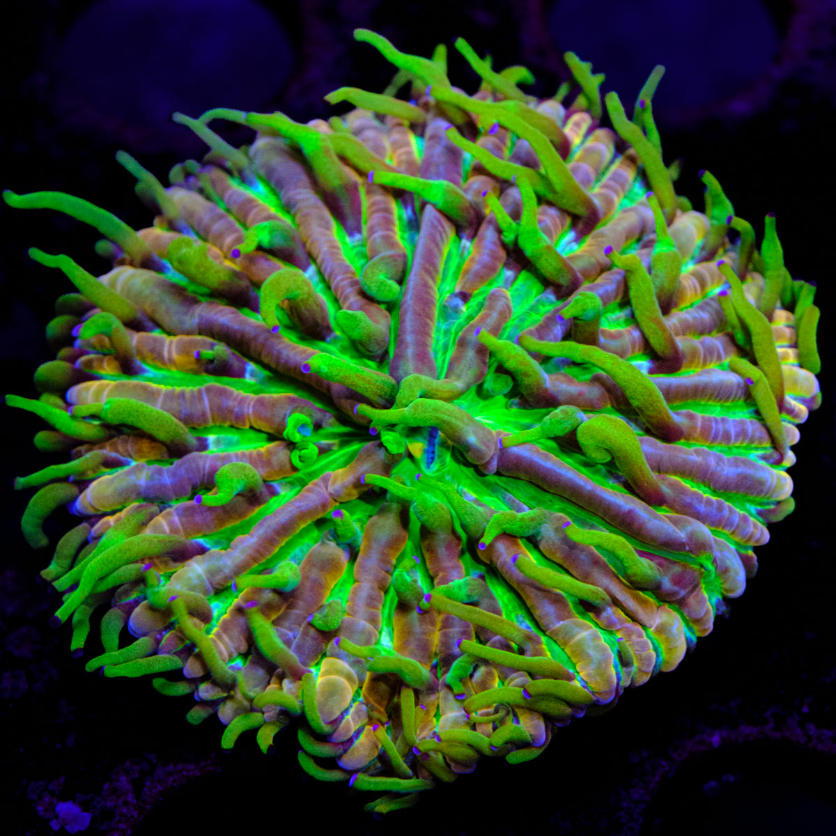 UW Glitter Chub Plate Coral WYSIWYG -D5