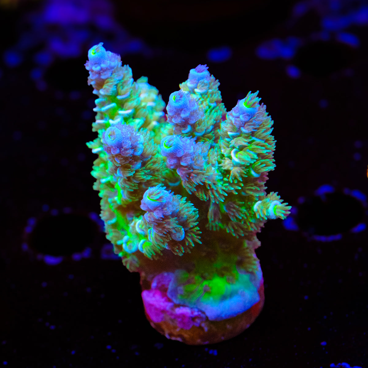 UW Hocus Pocus Acropora WYSIWYG - L2