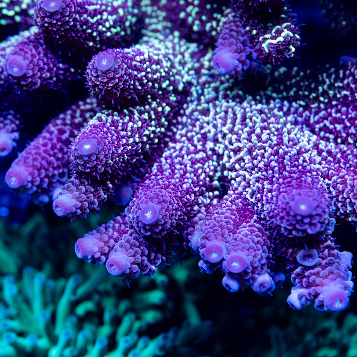 UW Late Night Acropora Spathulata