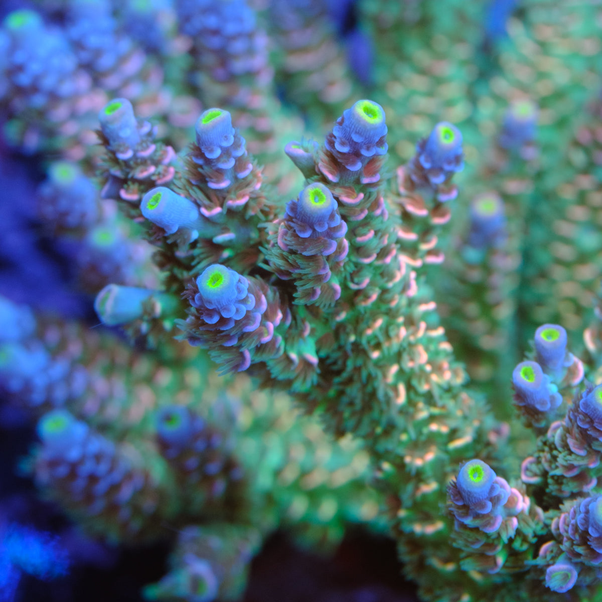 UW Mr Ugly Acropora Tenuis