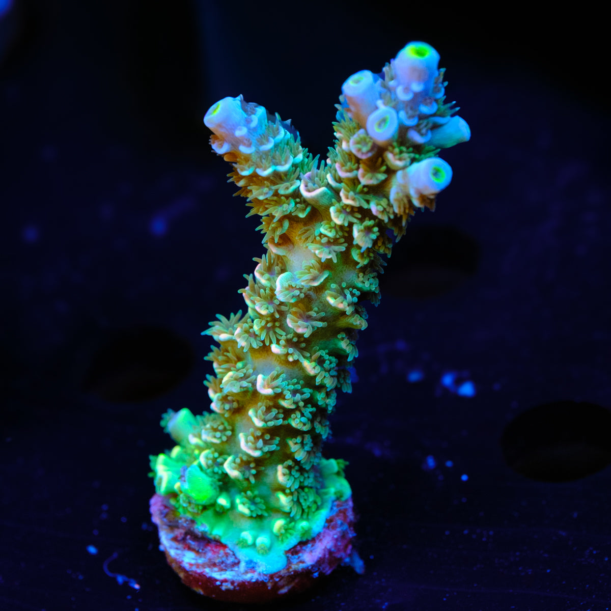 UW Mr Ugly Acropora Tenuis WYSIWYG - G2