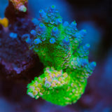 UW Not Lasermelon Acropora Tenuis