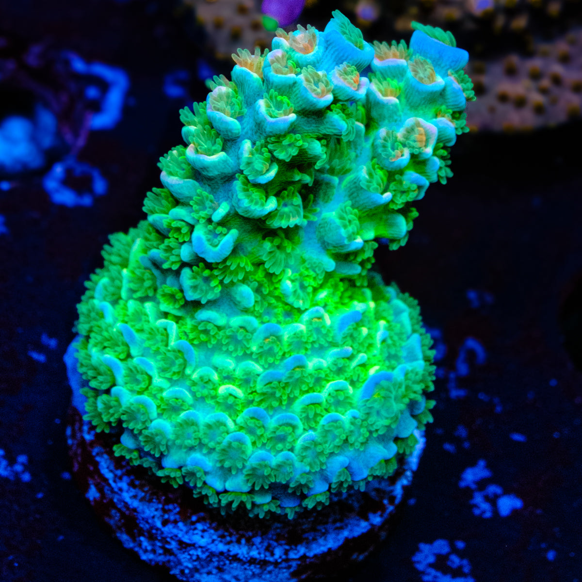 UW Not Lasermelon Acropora WYSIWYG - W4