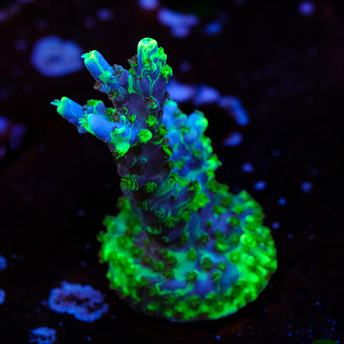 UW Oompa Loompa Splice Acropora WYSIWYG - D2