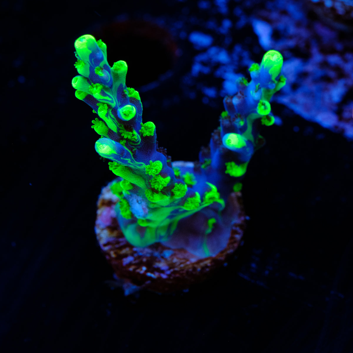 UW Oompa Loompa Splice Acropora WYSIWYG - L2