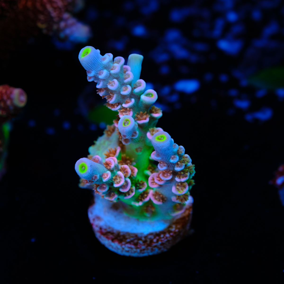 UW Pink Whitney Tenuis WYSIWYG - B2